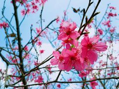 -天适樱花悠乐园
