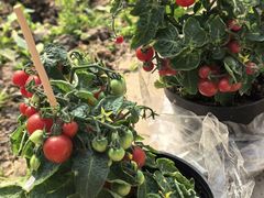 -甜心庄园·甜心草莓采摘园(西青中北店)