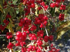 -永定河休闲森林公园