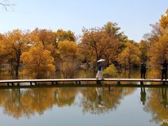 -金塔沙漠胡杨林景区