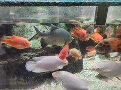 -太平洋海底世界