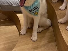 -Husky Go! 哈士奇体验馆·宠物咖啡厅狗咖