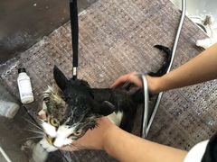 -中农国际动物医院24小时·猫科·骨科·急重症中心