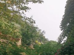 -神仙树公园