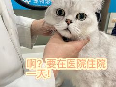 -菲尔斯特宠物医院