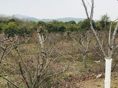 -呼吸森林·生态农庄农家乐私房菜