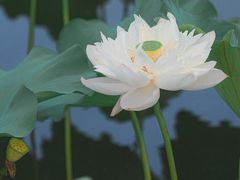 -荷塘月色湿地公园·向阳花洲