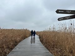 -盐城丹顶鹤湿地生态旅游区