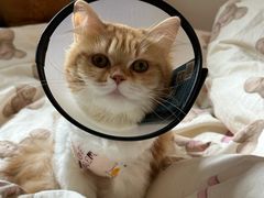 -创凡宠物医院·骨专科  猫科中心(西乡分院)