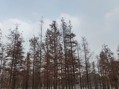 -白鹭湾湿地公园