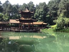 -铁山坪森林公园