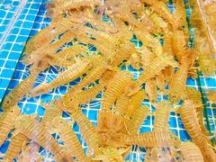 -三亚火车头万人海鲜广场