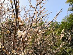 -广州市白云山风景名胜区