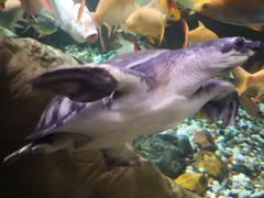 -迪拜水族馆及水下动物园