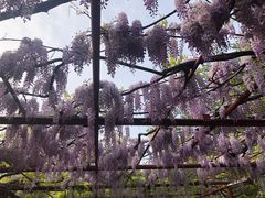 -嘉定紫藤园