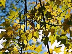 -叠溪松坪沟景区