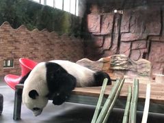 -东莞香市动物园