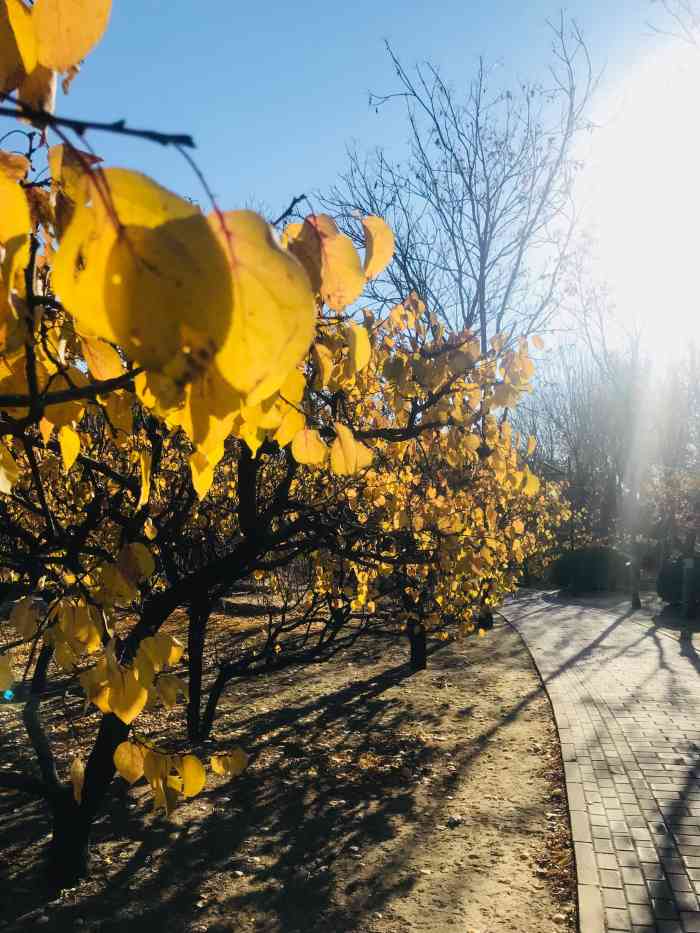 白鹿公园-"在王四营乡,白鹿郊野公园与古塔公园遥相呼.