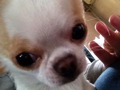 爱宠屋pet&nbsp;shop-爱宠屋pet shop·宠物洗澡·宠物美容