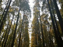 -黄海国家森林公园