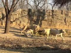 -北京野生动物园