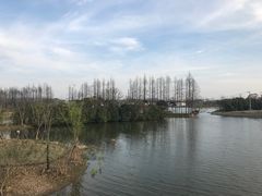 -上海长兴岛郊野公园