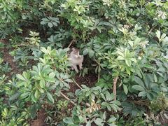 -厦门邮轮中心厦鼓码头(轮渡站)