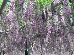 -嘉定紫藤园