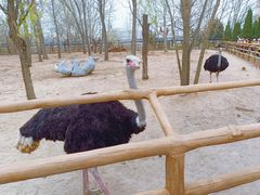 -大连森林动物园