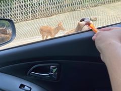 -常州淹城野生动物世界
