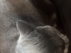-爱侣·安琦尔宠物医院·中兽医针灸·心内科·狂犬免疫点(宝山区院)