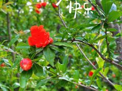 -上海吴淞炮台湾国家湿地公园