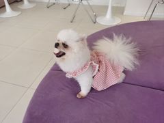 -怪兽屋·羊驼·猫咖·狗咖(俊华广场店)