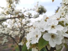 -树山生态村