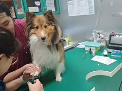 -瑞派申生动物医院·24H夜诊·国际动物医疗中心·骨外科(吴中路店)