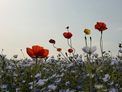 -径山花海