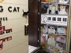 -滚猫咖啡·猫咖·猫友好撸猫(未来城店)