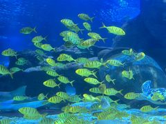 -太平洋海底世界