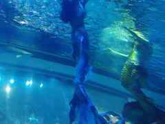 -成都浩海立方海洋公园