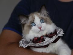 -lincat·猫舍(广州店)