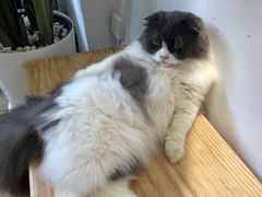 -李小姐の猫咖啡馆(五角场店)