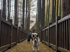 -山王坪喀斯特国家生态公园