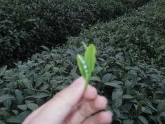 -中国茶叶博物馆(双峰馆区)