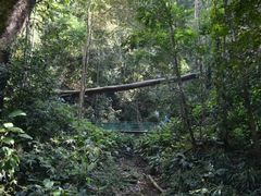 -西双版纳原始森林公园