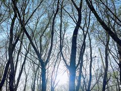 -蒲河岛湿地公园