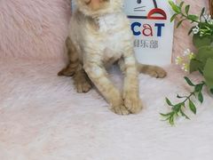 -十年猫舍·猫咪专门店(普陀店)