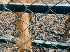 -北京麋鹿生态实验中心