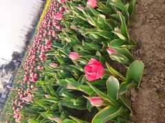 -荷兰花海