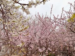 -桃花堤公园
