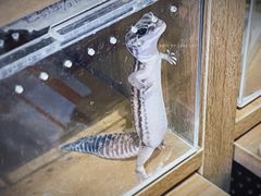 -酷以爬仙阁实体爬宠店·守宫·蜥蜴·专业繁育